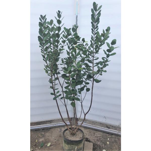 優良フェイジョア株立ち1.6M(鉢底から)品番D 優良 フェイジョア 1.6M(鉢底から)品番D