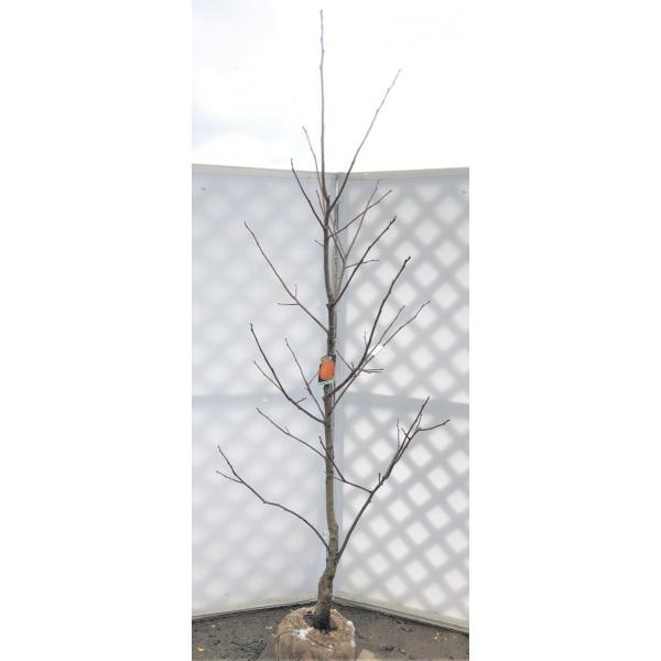 xL`̖؁@2.2@劔@Aؕc؁@W{Ê`@Ȃ܂@