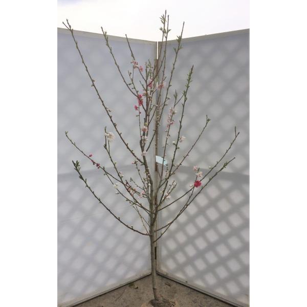 ԓ@1.7@P{@RF炫̉ԓ@劔@Aؕc؁@ȂC@