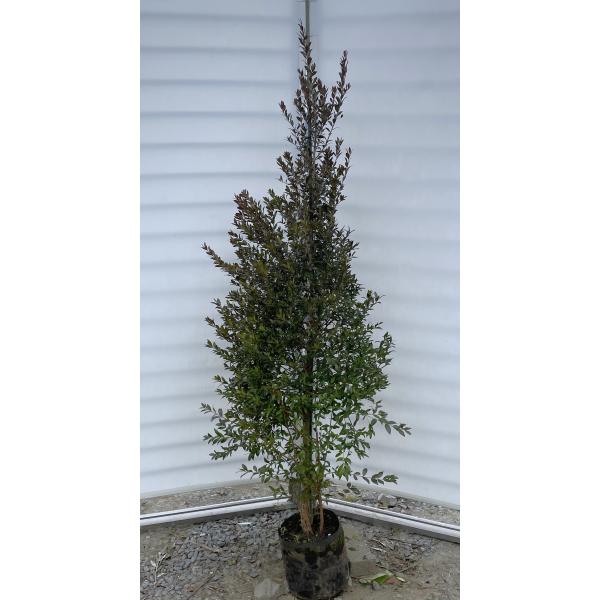 ♥NICO♥さん専用 箱込み15キロ なおキングの梅 寸胴鍋 アルミ鍋 [ガス] 15～45cm 全6サイズ / プロキング PK-1