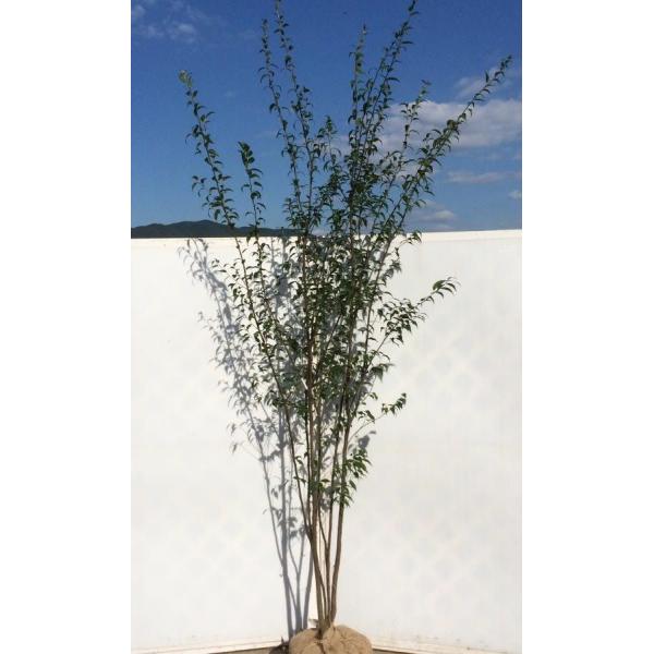 ハイノキ 株立ち 約2.5m 特大株 超植木苗木 灰の木 規格販売 ハイノキ 株立ち 約2.5m 特大株 超植木苗木 灰の木 規格販売