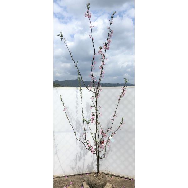 niJChE@2.5@P{@sNԁ@Aؕc؁@ԊX@ԊC@Ȃ܂@t@