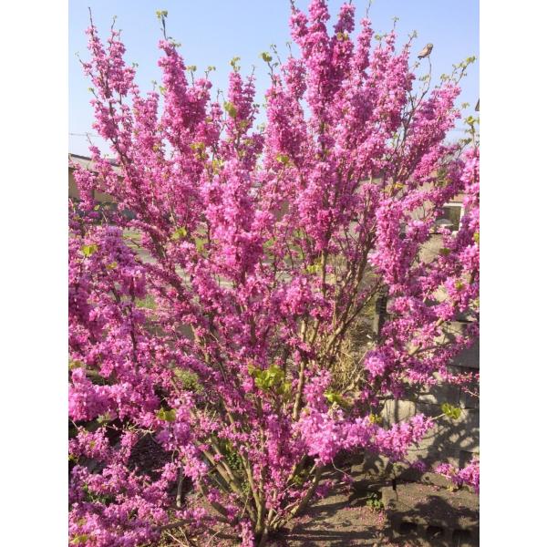 ハナズオウ 株立ち 約1.7m 圧巻の花 特大植木苗木 お買い得な