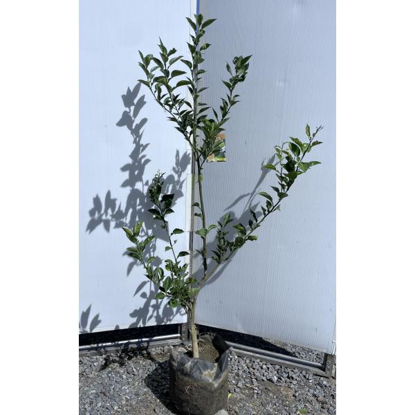 みかんの木 へべす 約1.7m 規格販売品 平兵衛酢 特大株 植木 苗木