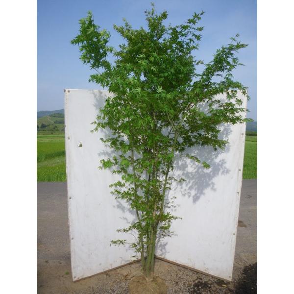 いろは紅葉 イロハモミジ 株立ち 約2 5m 特大サイズ Buyee 日本代购平台 产品购物网站大全 Buyee一站式代购 Bot Online