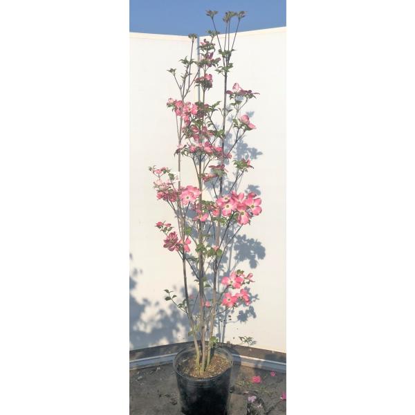 ハナミズキ28 ハナミズキ28