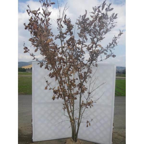 コナラ 株立ち 約2 7m 紅葉が綺麗などんぐりの木 超特大株 植木苗木 お買い得なおまかせ株 送料無料 K27 大福樹苗園 通販 Yahoo ショッピング