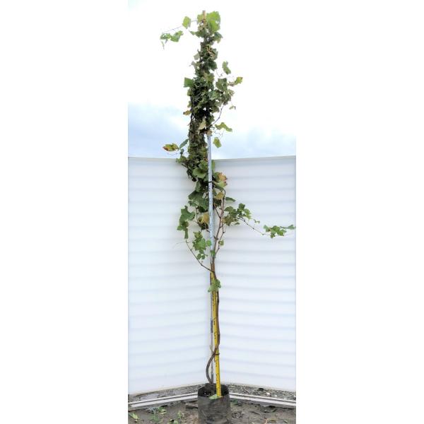 ̕c؁@R@LzE@c؁@ʎ@̖؁@Ȃ܂@ 񂹉\