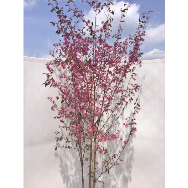 紅花ベニバナトキワマンサク 株立ち 約1 7ｍ 植木苗木 お買い得なおまかせ株 常緑樹 送料無料 Buyee Buyee 日本の通販商品 オークションの代理入札 代理購入