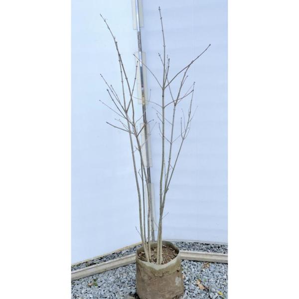 アオダモ 株立ち 約1.5m 特大株 規格販売品 植木 苗木 大苗
