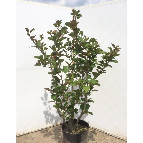 d炫II}Q@~`RQ@@1.5@Ki̔@Ȃ܂@R@؂̊󏭕i