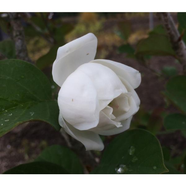 八重咲きオオヤマレンゲ ミチコレンゲ 株立ち 約1 5ｍ 大山蓮華の希少品種 Buyee Buyee Japanese Proxy Service Buy From Japan Bot Online