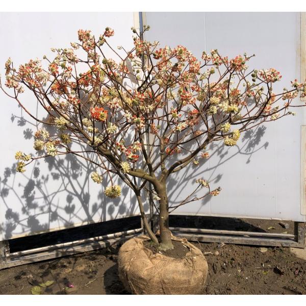 赤黄2色咲き ミツマタ 約110cm 現品発送 特大植木苗木 三又 三つ又