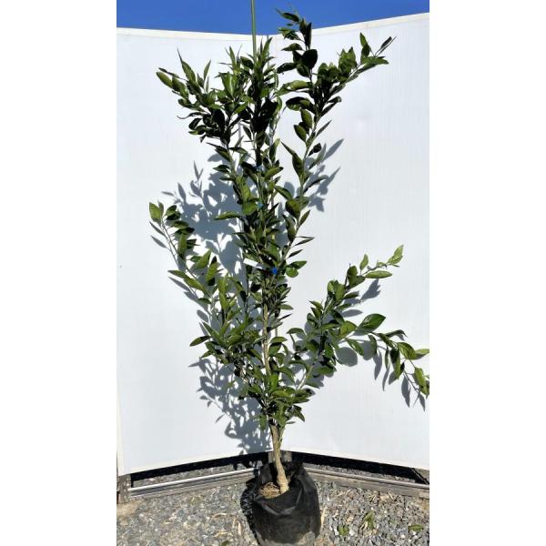 daifukujyubyou_miyagawawase17