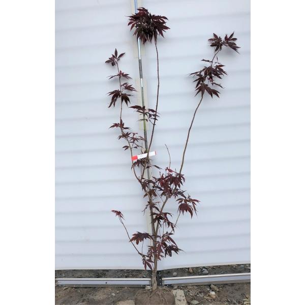 m~W@쑺~W@1.7m@P{@Aؕc؁@F̗tς̃~W@ȂC@