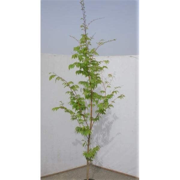 黄金ケヤキ ケヤキの木 約1 7ｍ １本株 黄色い葉っぱの超希少品種 黄金欅の木 特大植木苗木 お買い得なお任せ株 送料無料 Ougonkeyaki17 大福樹苗園 通販 Yahoo ショッピング