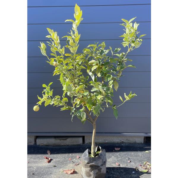 鉢入りレモンの木 ピンクレモネード 約1.5m 規格販売品 植木 苗木