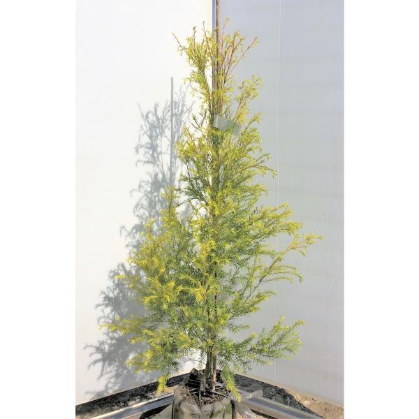 EJ@{[VS[h@1.7@劔@Aؕcؑc@Ki̔@C@eB[c[@[J@fBJc[@