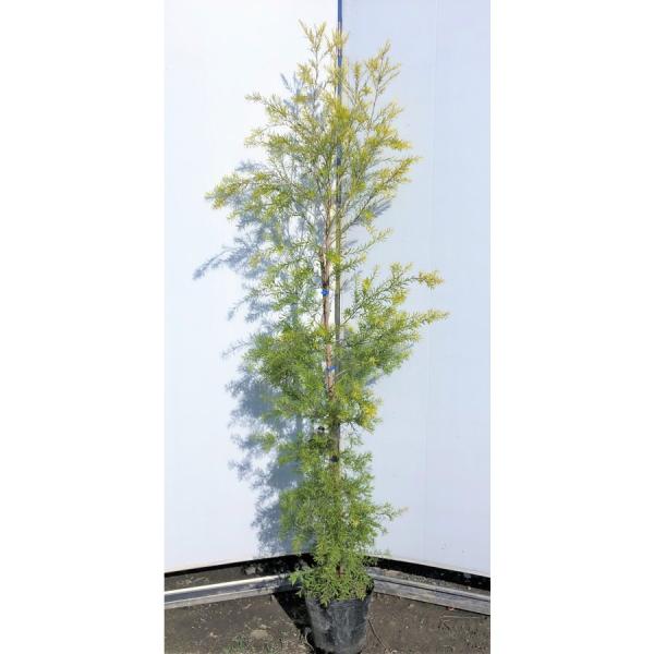 メラレウカ レボリューションゴールド 特大株 130cm❗美形 ティーツリー daifukujyubyou_r-gold20