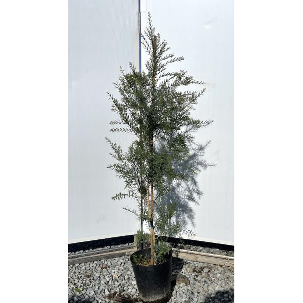 メラレウカ レッドキャッスル 約1.2m 特大苗木 植木苗木 規格販売 お