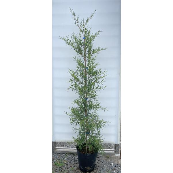 レモンティーツリー 約1.5m レモングラスの香り 特大苗木 植木