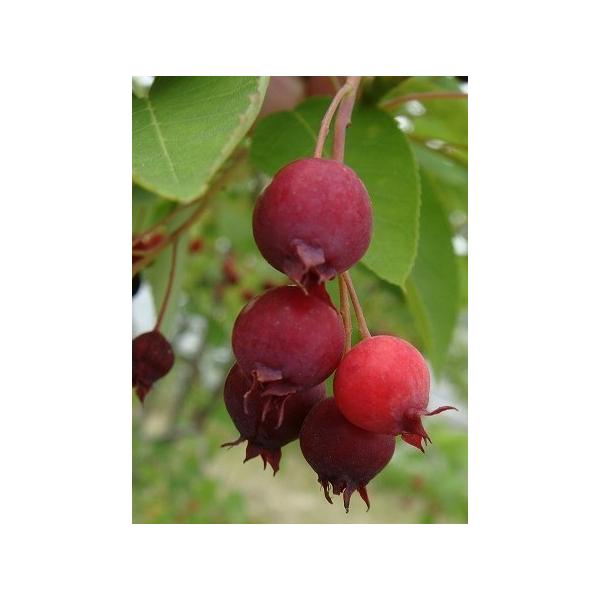 ジューンベリー ロビンヒル 株立ち 約1 7ｍ ピンク花 大株苗木 お買い得なおまかせ株 ブルーベリーの様な果実 Buyee Buyee Japanese Proxy Service Buy From Japan Bot Online