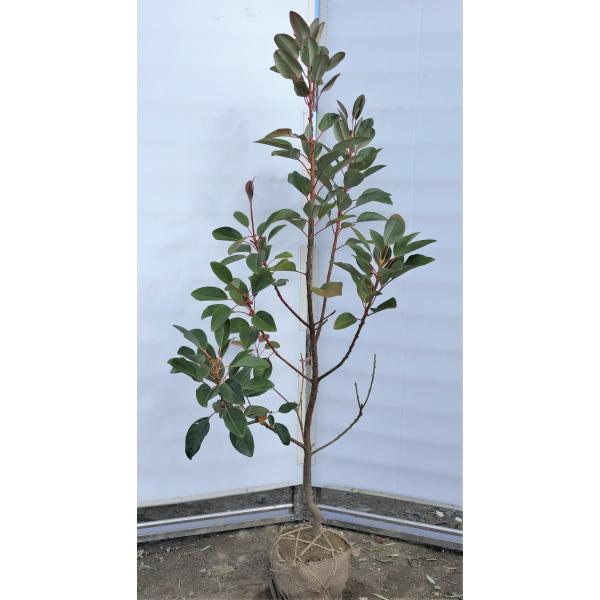 ロドレイアの木 約1.7m 特大株 植木苗木 お買い得なお任せ株 シンボル