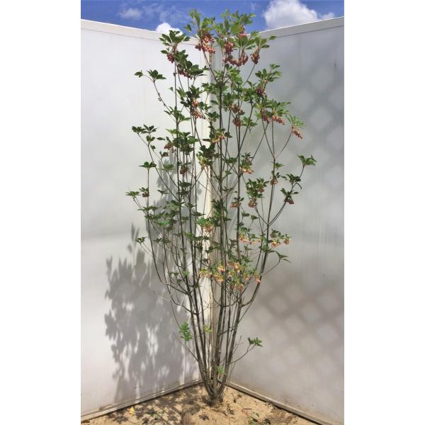 daifukujyubyou_sarasadoudan15k