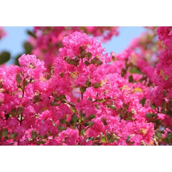 daifukujyubyou_sarusuberi-pink20 