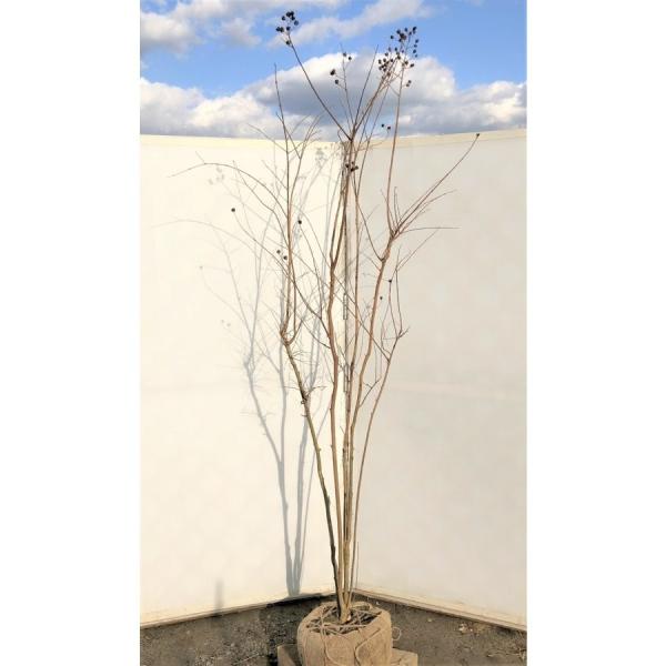 サルスベリの木 ピンク花 株立ち 約2 5ｍ 超特大株 大株植木苗木 赤花 百日紅 お買い得なお任せ株 送料無料 Buyee Buyee 日本の通販商品 オークションの代理入札 代理購入
