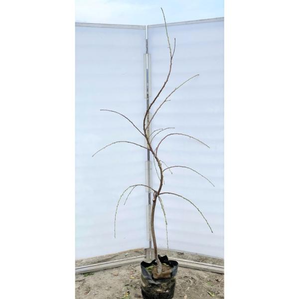 しだれ源平花桃 約2m 特大株 植木苗木大苗 規格販売 源平 しだれ源平花桃 約2m 特大株 植木苗木大苗 規格販売 源平