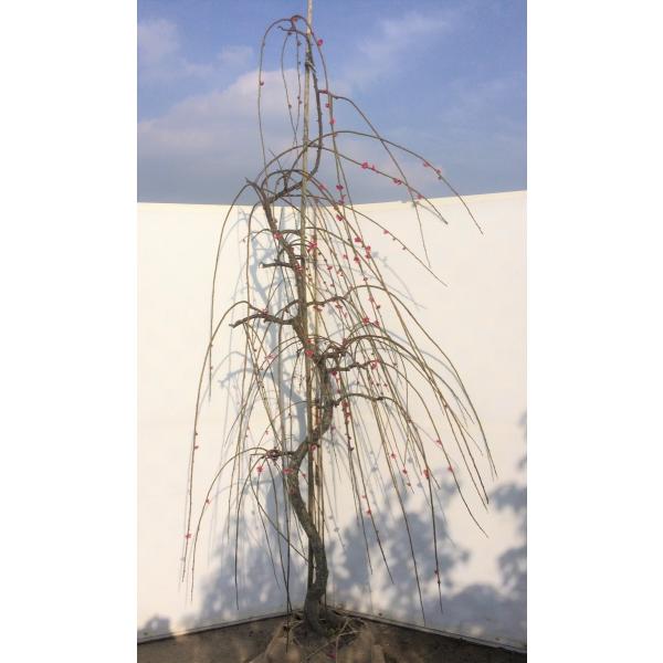 しだれ梅 紅梅 約2.2m 希少な真紅の赤花 美樹形株 特大株 植木苗木