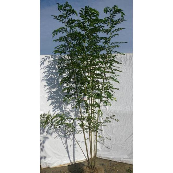 シマトネリコ 株立ち 約2 7m 超特大株 植木苗木 シンボルツリー 鉢植え 観葉植物に お買い得なおまかせ株 送料無料 Buyee Servis Zakupok Tretim Licom Buyee Pokupajte Iz Yaponii