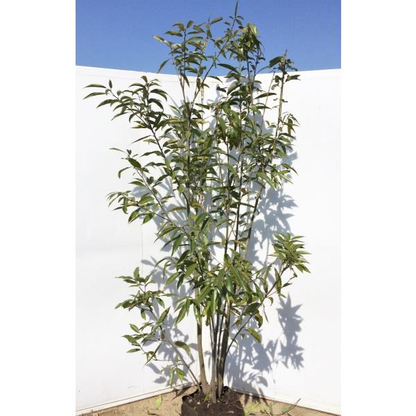 どんぐりの木 シラカシ 株立ち 約1 7ｍ お買い得なおまかせ株 美樹形株 常緑樹 送料無料 Sirakasi18k 大福樹苗園 通販 Yahoo ショッピング