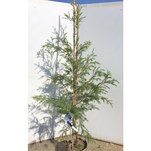 メラレウカ スノーインサマー 約1 7ｍ 大株苗木 ティーツリー メディカルツリー お買い得なおまかせ株 シンボルツリー 常緑樹 送料無料 Buyee Buyee Japanese Proxy Service Buy From Japan Bot Online