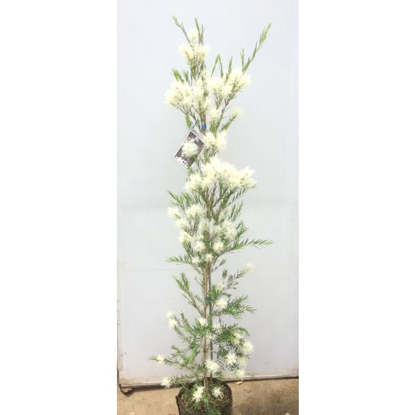 メラレウカ スノーインサマー 約２ｍ 特大株 植木苗木 ティーツリー メディカルツリー お買い得なおまかせ株 常緑樹 送料無料 Buyee Buyee 日本の通販商品 オークションの代理入札 代理購入