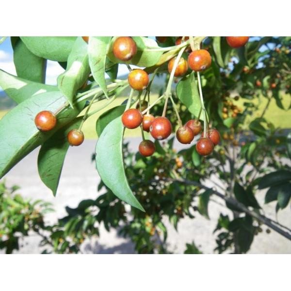 ソヨゴの木 株立ち 約２m メス株 特大植木苗木 赤い実が成る木 お買い得なおまかせ株 目隠し シンボルツリー 常緑樹 送料無料 Buyee Buyee Japanese Proxy Service Buy From Japan Bot Online