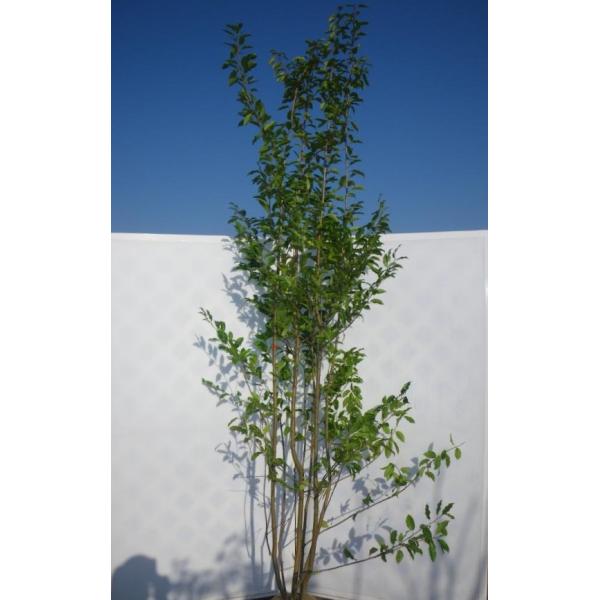ソヨゴの木 株立ち 約2 7m メス株 特大植木苗木 お買い得なおまかせ株 赤い実が成る木 ソヨゴノキ 目隠し シンボルツリー 常緑樹 送料無料 Buyee Buyee 日本の通販商品 オークションの代理入札 代理購入
