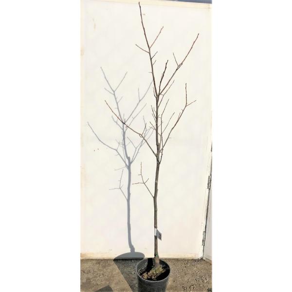 H`̖؁@1.5@劔@H`@Aؕc؁@W{Ê`@^CVE`c@Ȃ܂@