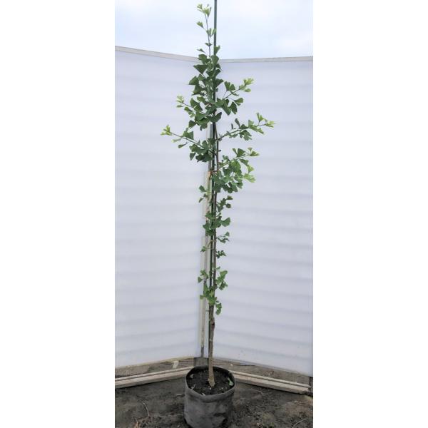 daifukujyubyou_toukurou20