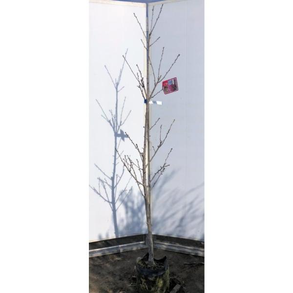 八重咲き桜の枝