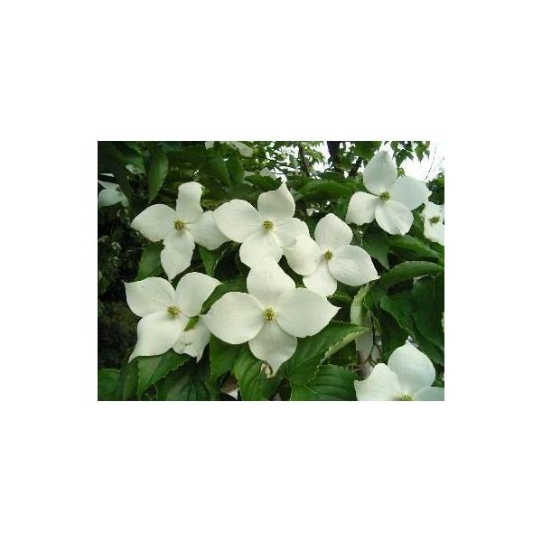 ���}�{�E�V�@�������@��1.7m�@�����`���@����A�ؕc�ؑ�c�@�R�@�t�@�K�i�̔��@���������Ȃ��܂������@���t���@��������