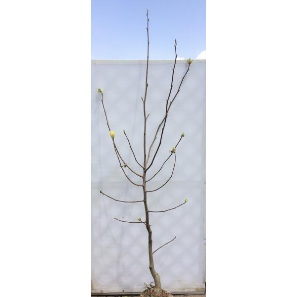 黄花モクレン イエローバード 大株苗木 約2m 1本株 黄木蓮