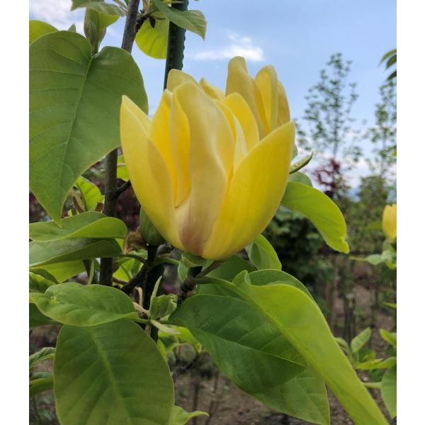 黄花モクレン イエローバード 大株苗木 約2 5ｍ １本株 黄木蓮 マグノリア お買い得なおまかせ株 送料無料 Buyee Buyee 日本の通販商品 オークションの代理入札 代理購入