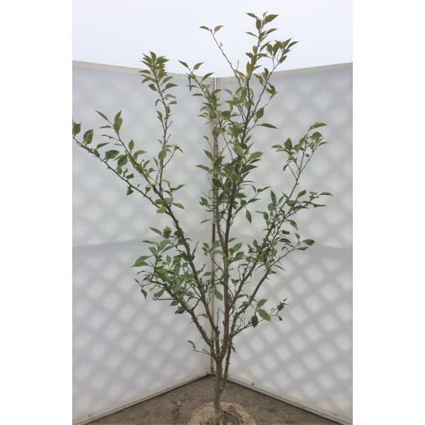 大きな柚子の木 約２ｍ 大株植木苗木 本ユズ 本柚子 木頭ユズ 鬼頭柚子 お買い得なおまかせ株 常緑樹 送料無料 Buyee Buyee 日本の通販商品 オークションの代理入札 代理購入