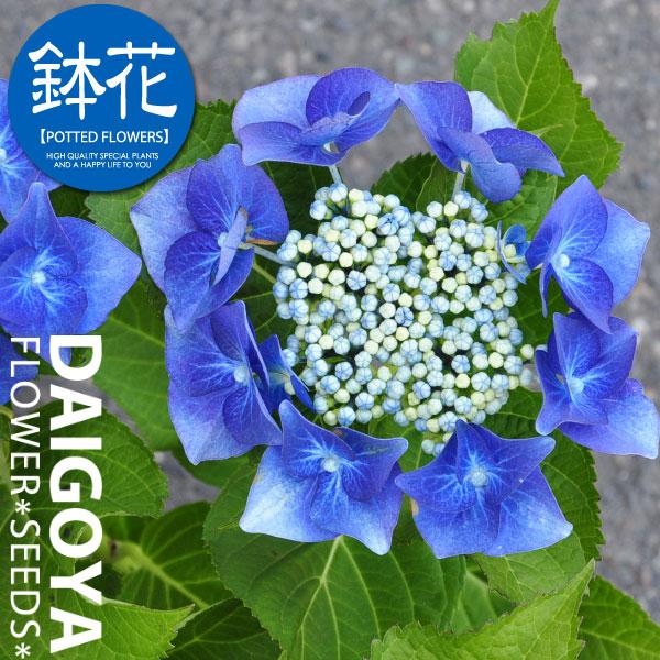 西洋アジサイ（ハイドランジア） ブルースカイ 5号鉢 開花品 栽培方法