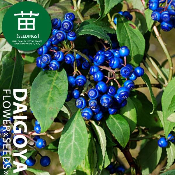 常緑あじさい 薄青の花に光沢ある瑠璃色の実 常山アジサイ 碧の瞳 アオノヒトミ Buyee Buyee Japanese Proxy Service Buy From Japan Bot Online