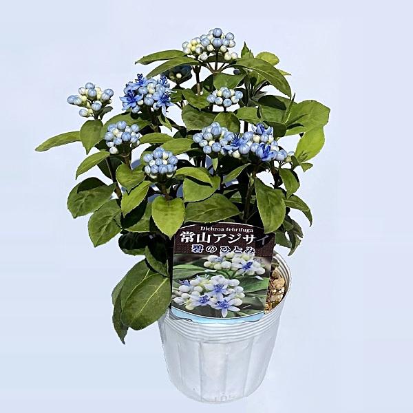 常緑あじさい 薄青の花に光沢ある瑠璃色の実 常山アジサイ 碧の瞳 アオノヒトミ Buyee Buyee Japanese Proxy Service Buy From Japan Bot Online