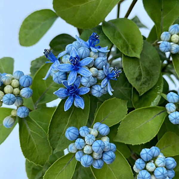 常緑あじさい 薄青の花に光沢ある瑠璃色の実 常山アジサイ 碧の瞳 アオノヒトミ Buyee Buyee Japanese Proxy Service Buy From Japan Bot Online