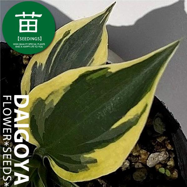 ギボウシ ホスタ トワイライト 10 5cmポリポット苗 Gus 003 大郷屋 通販 Yahoo ショッピング